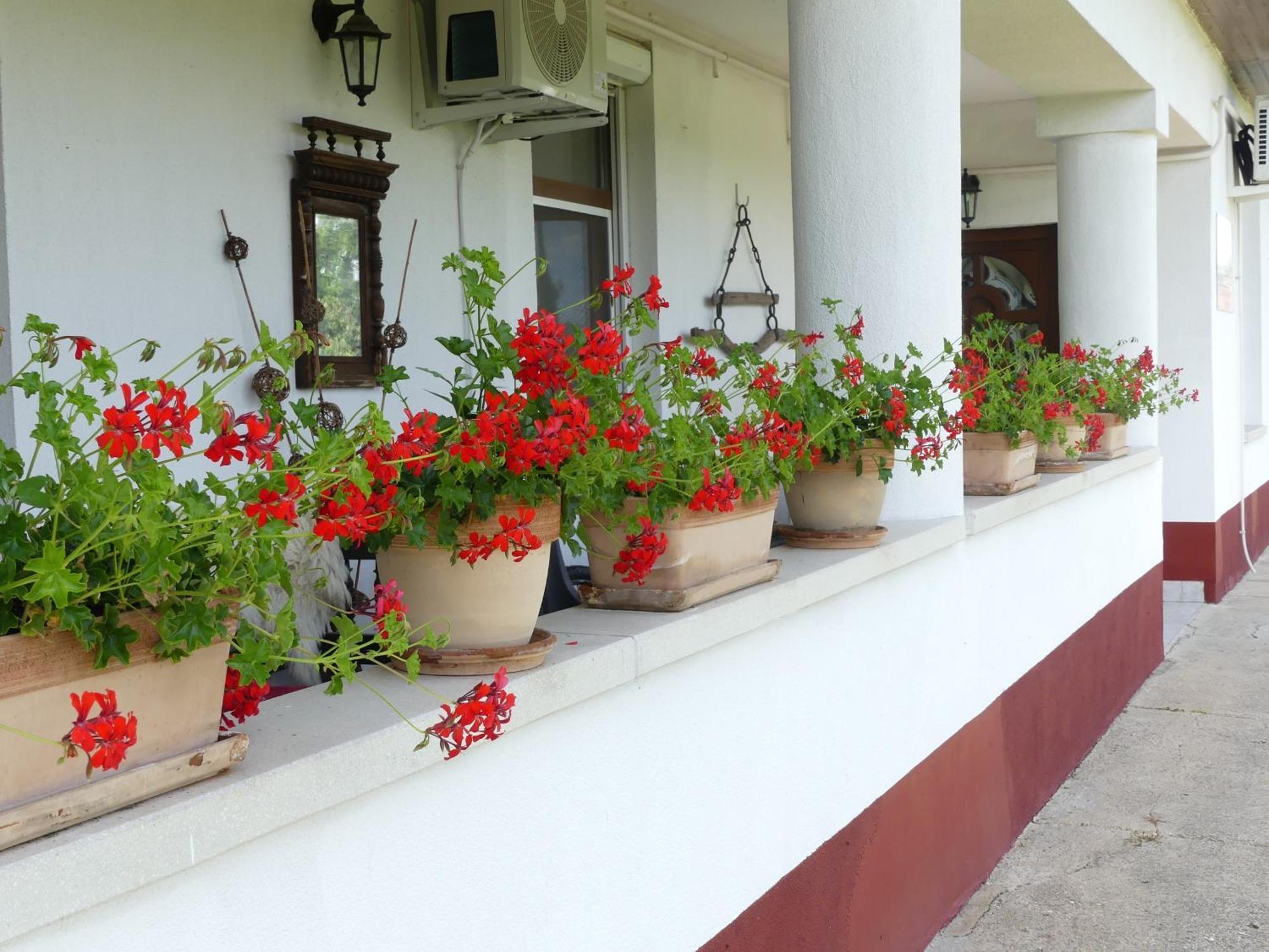 Tisza White House Bed & Breakfast Tiszaszolos Екстериор снимка